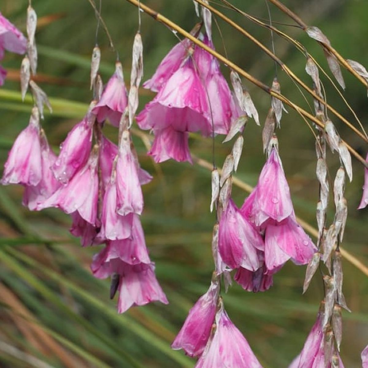 Dierama Jucundum - Angels Fishing Rod