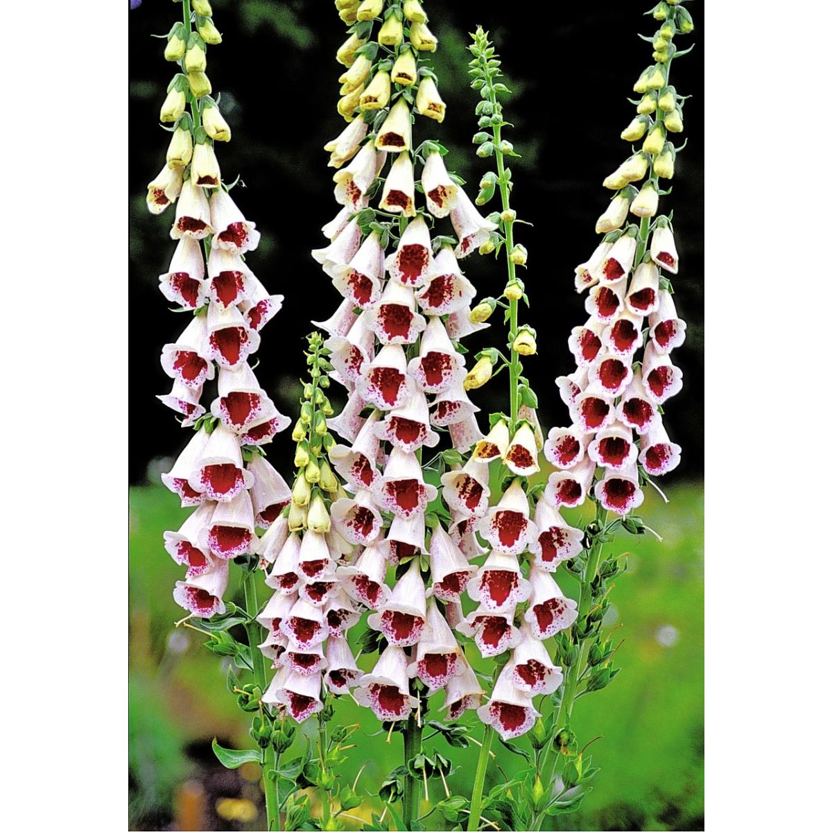 Digitalis purpurea Pam's Choice - Foxglove