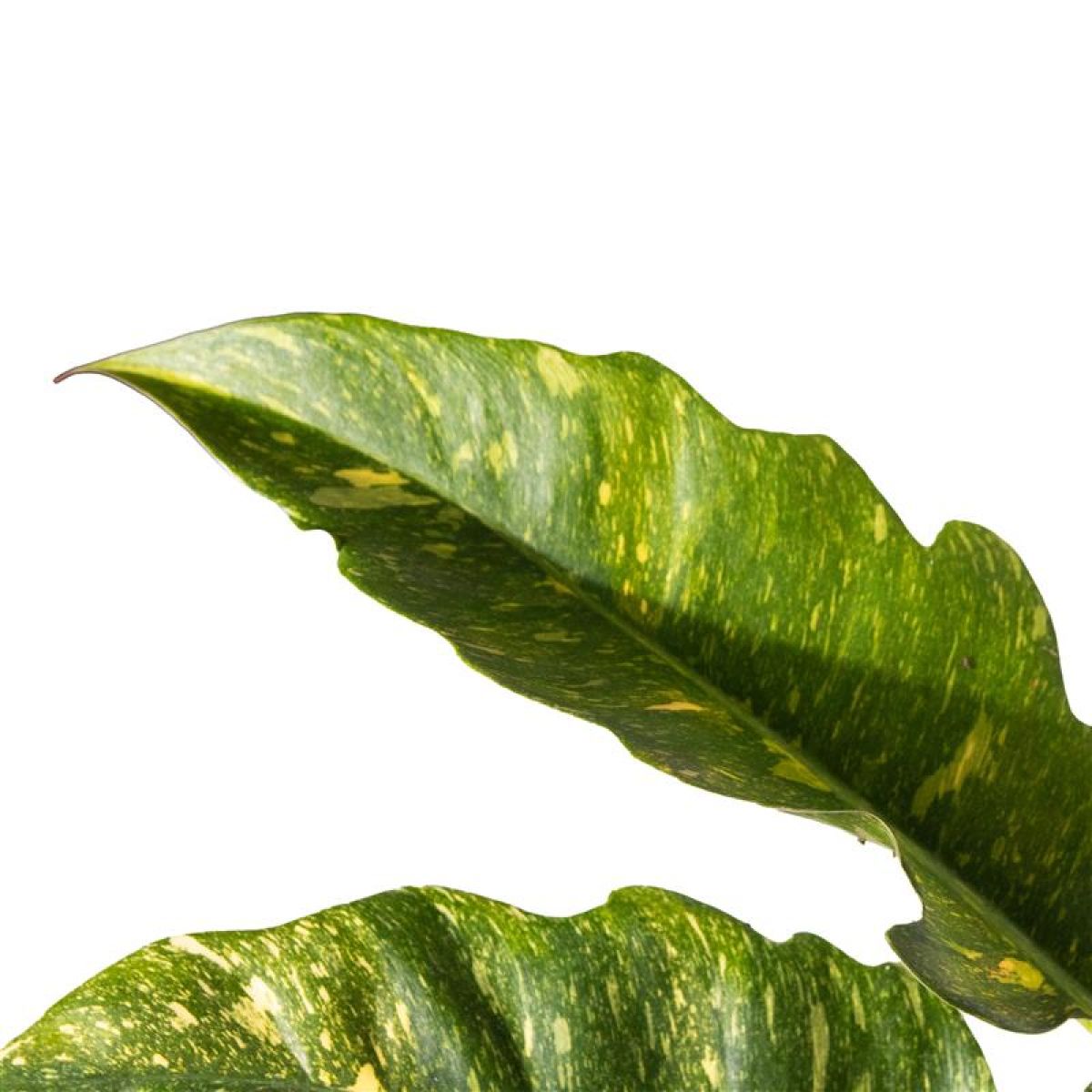 Philodendron Ring of Fire 