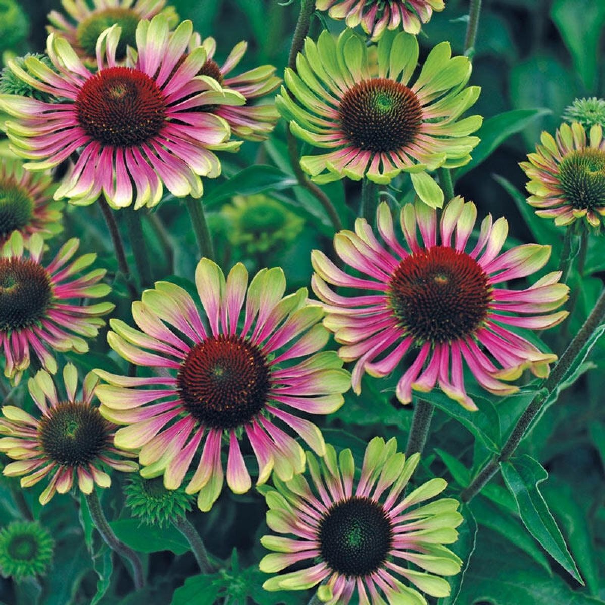 Echinacea purpurea Green Twister - Cone Flower Plants