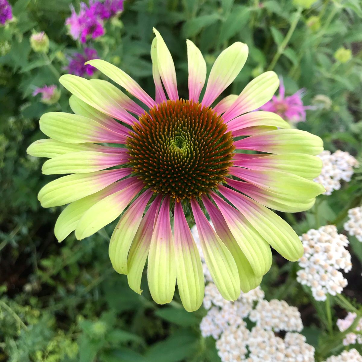 Echinacea purpurea Green Twister - Cone Flower Plants