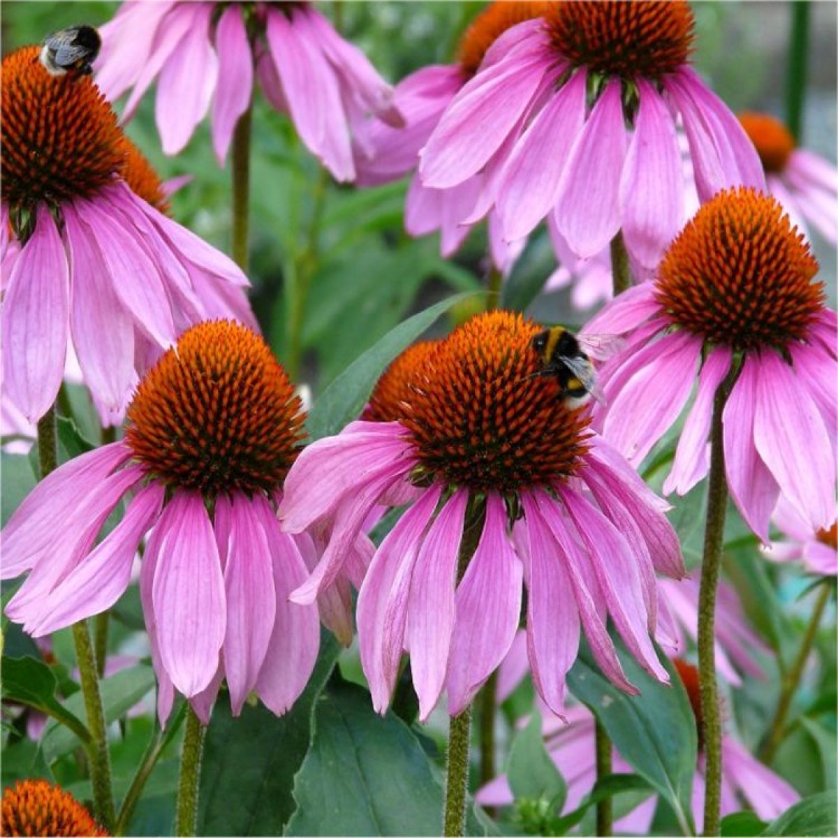 Echinacea purpurea Rubinstern - Purple Cone Flower Plants