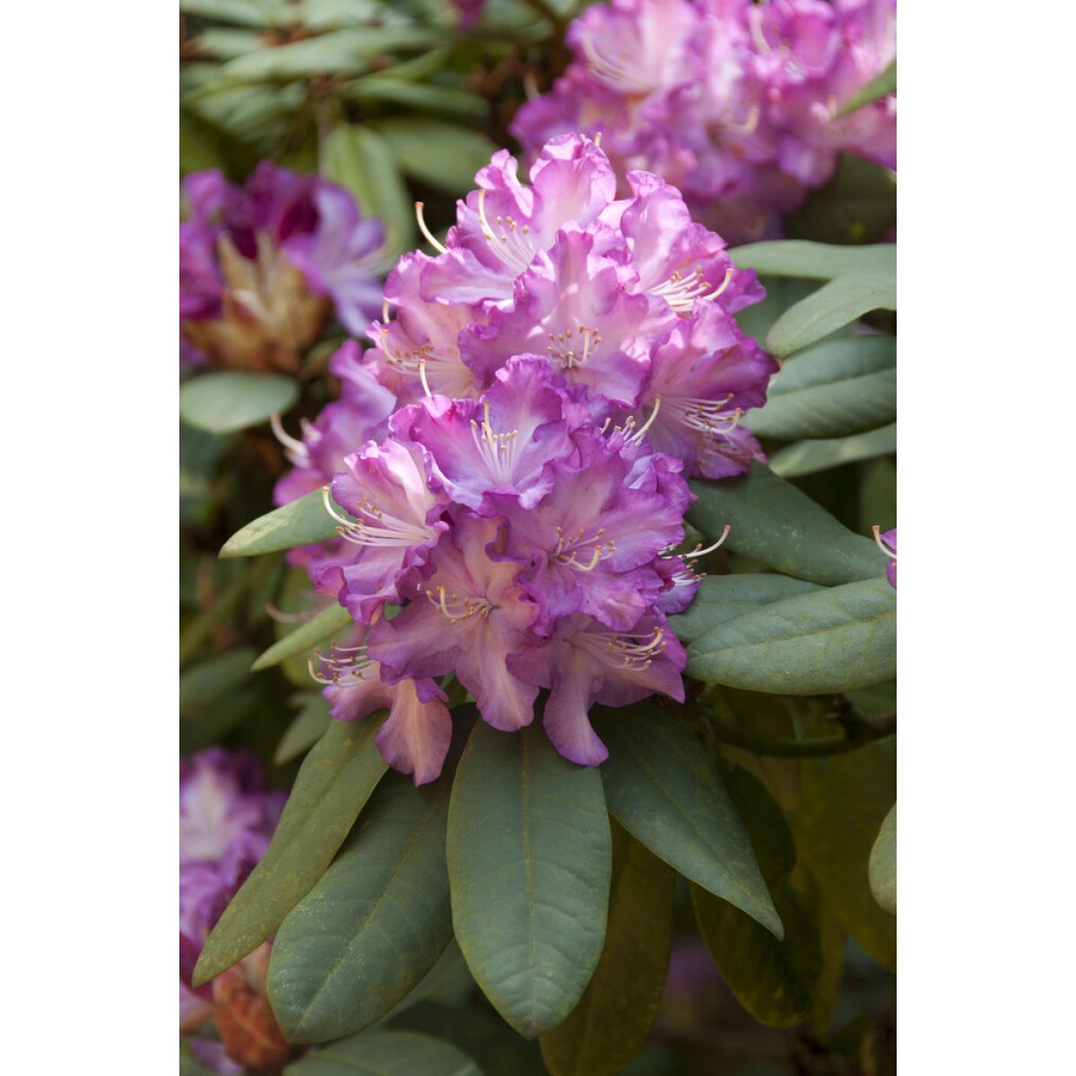 Rhododendron 'Leo'