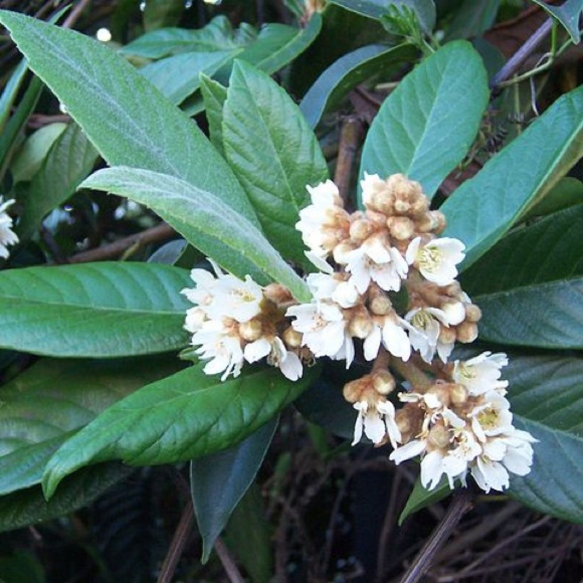Eriobotrya japonica - Japanese Loquat - LARGE