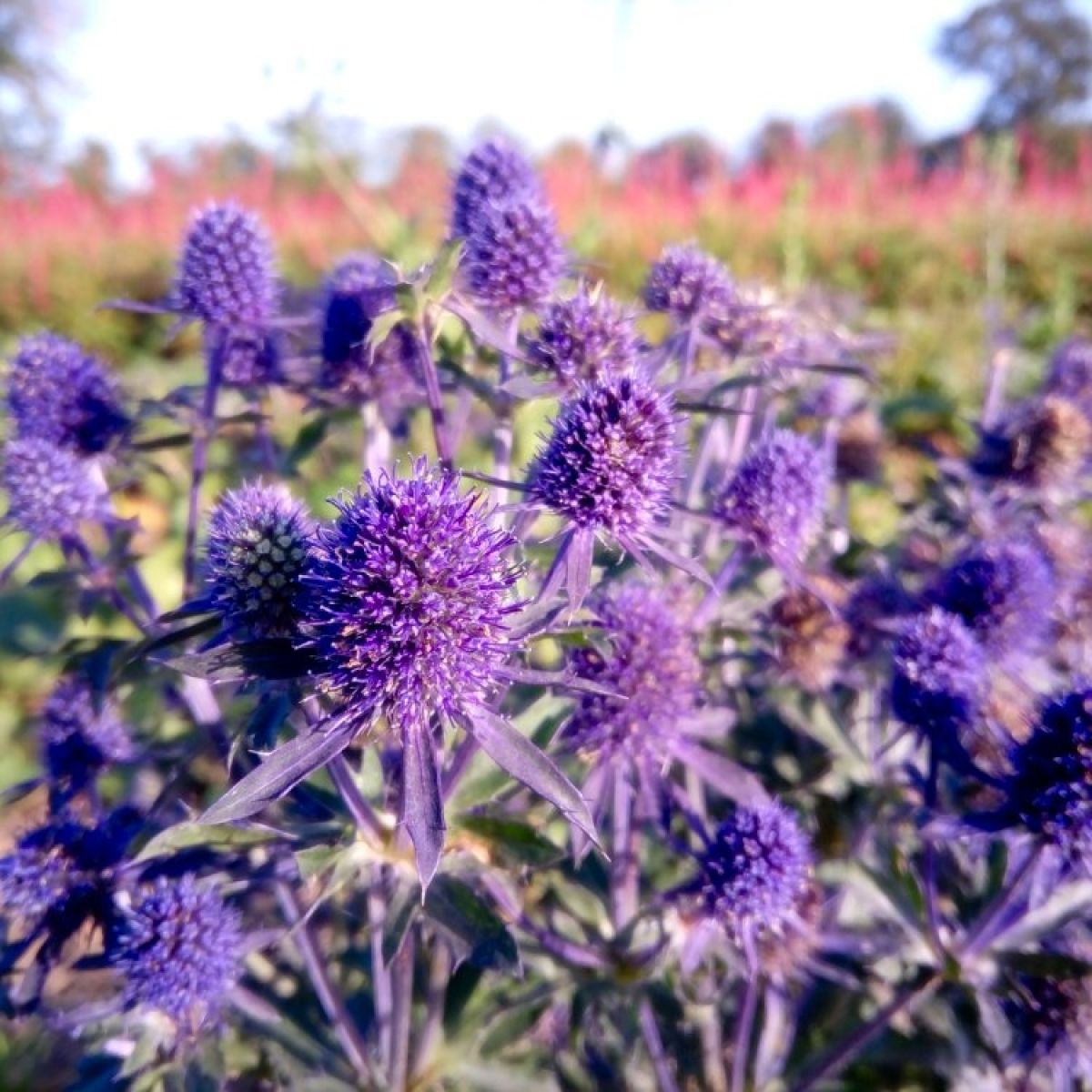 Eryngium planum - Eryingium - Blue Sea Holly