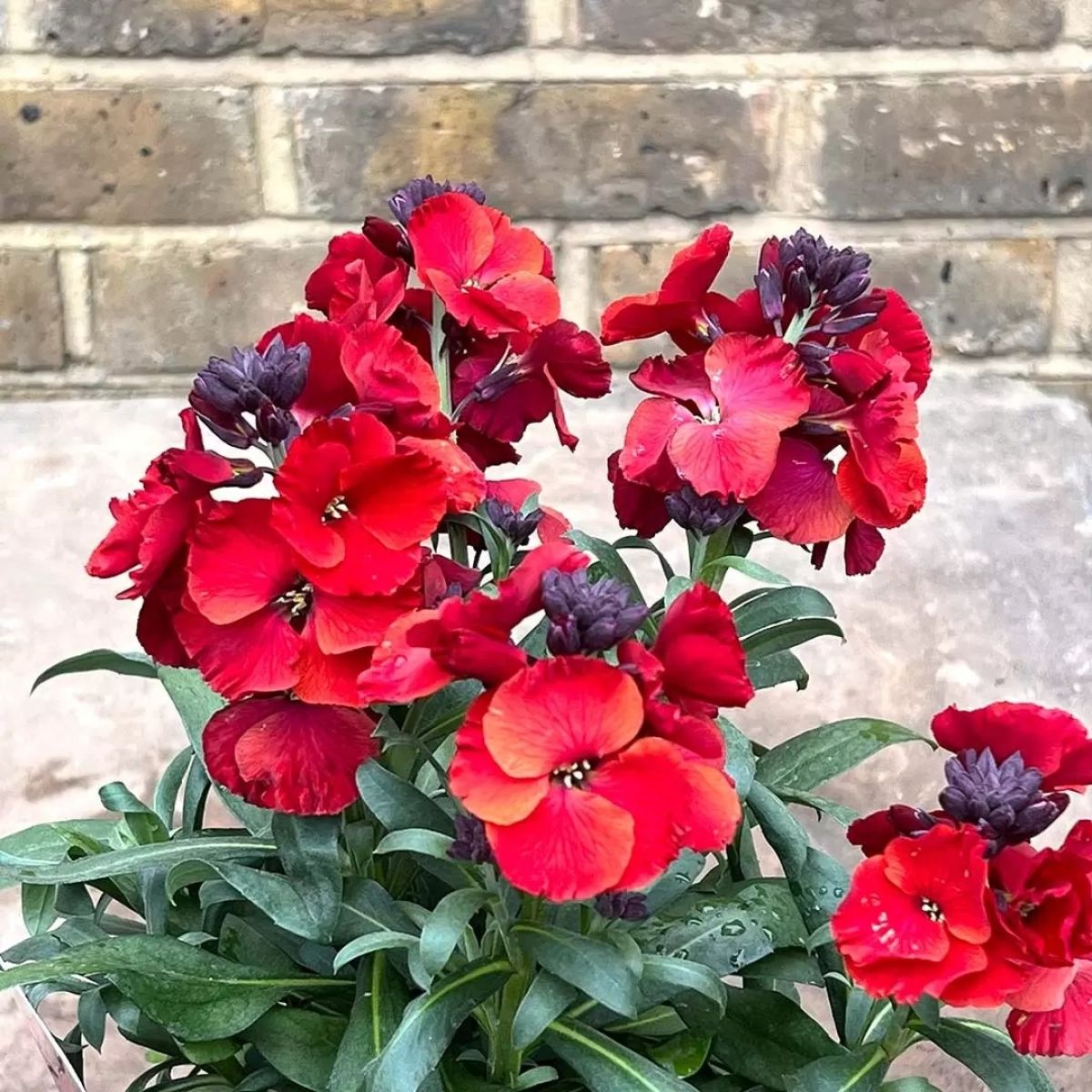 Erysimum Winter Passion - Perennial Wallflower