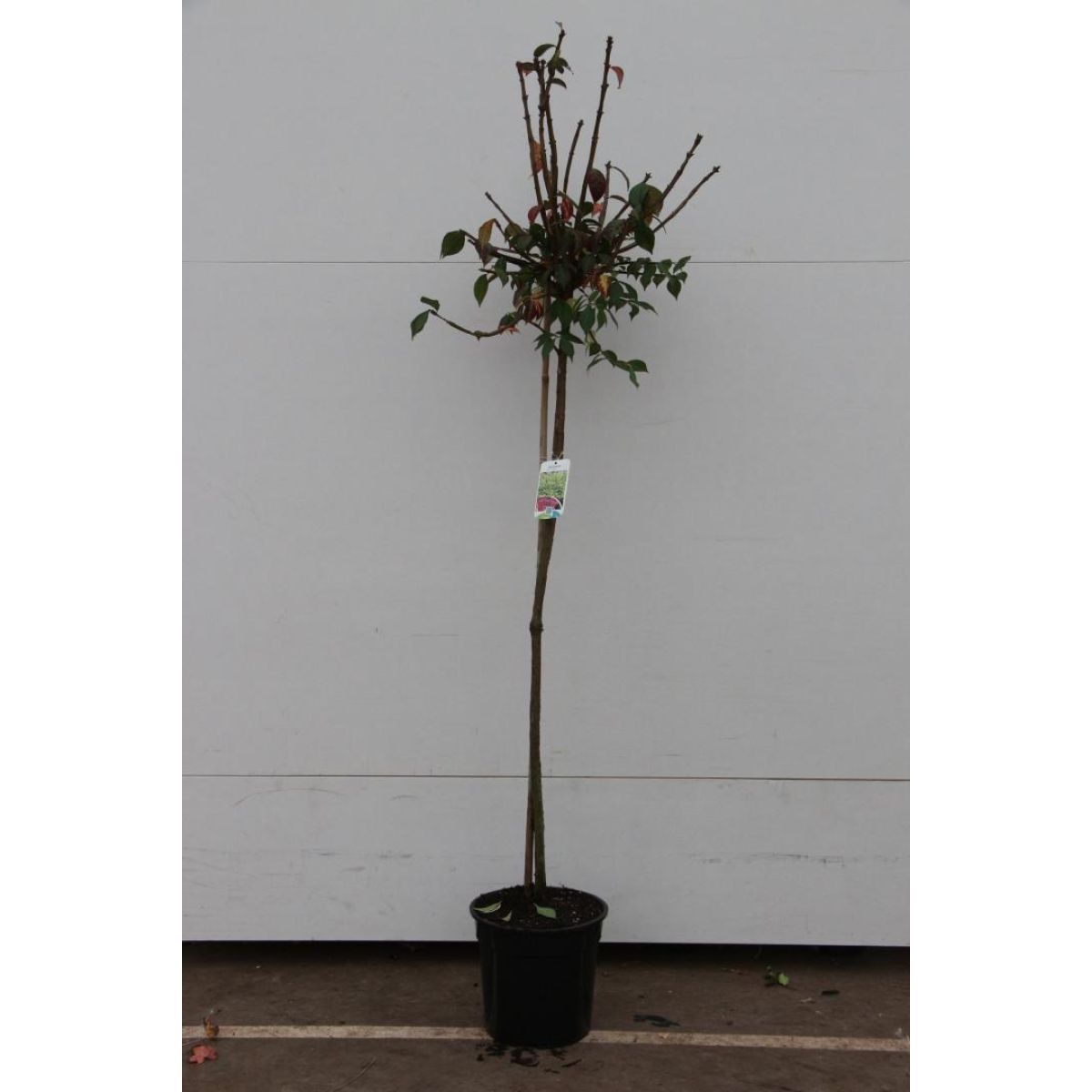 Euonymous alatus TREE - Burning Bush Spindle Tree Euonymus - Extra Large 140-180cms Tree