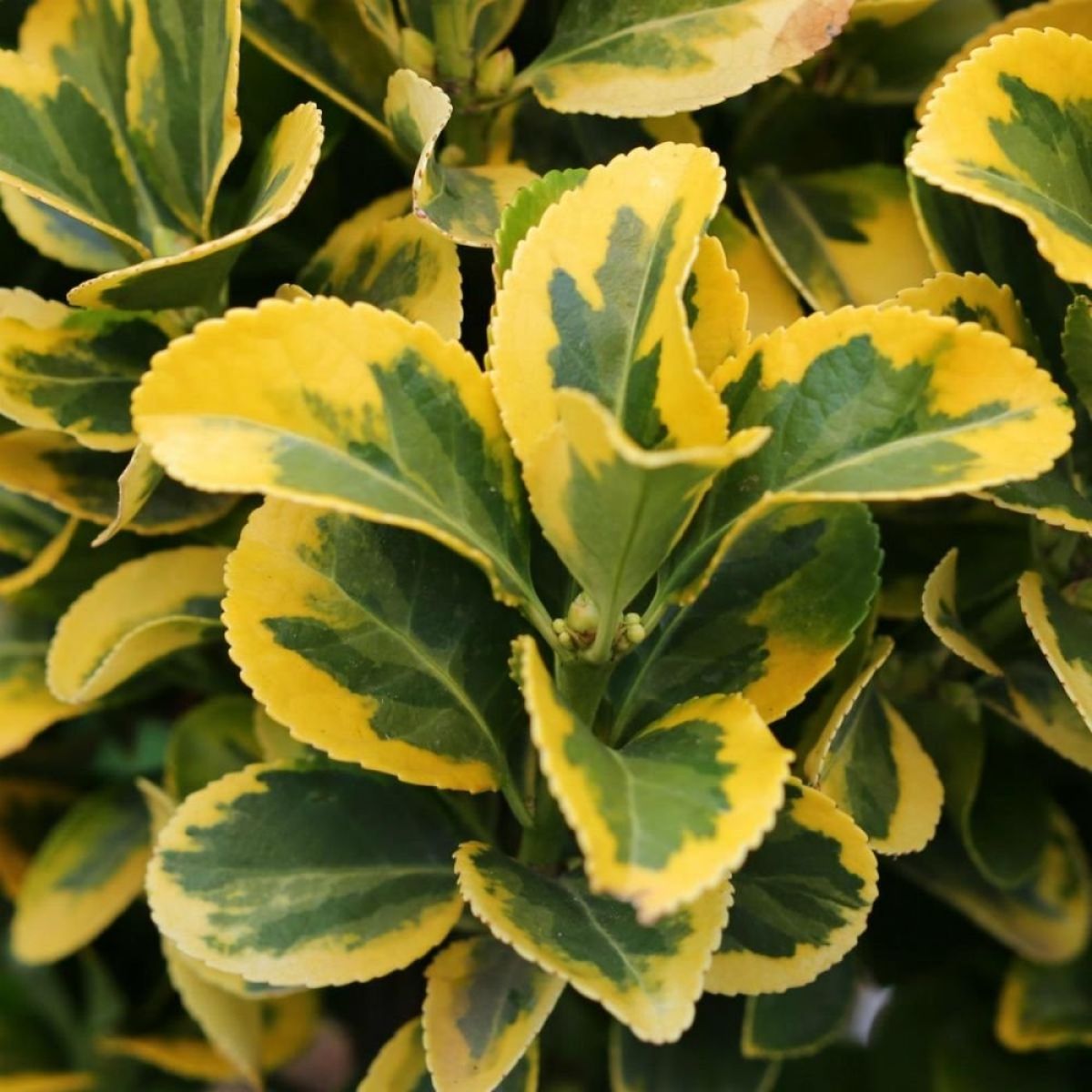 Patio Euonymus japonicus Marieke - Ovatus Aureus