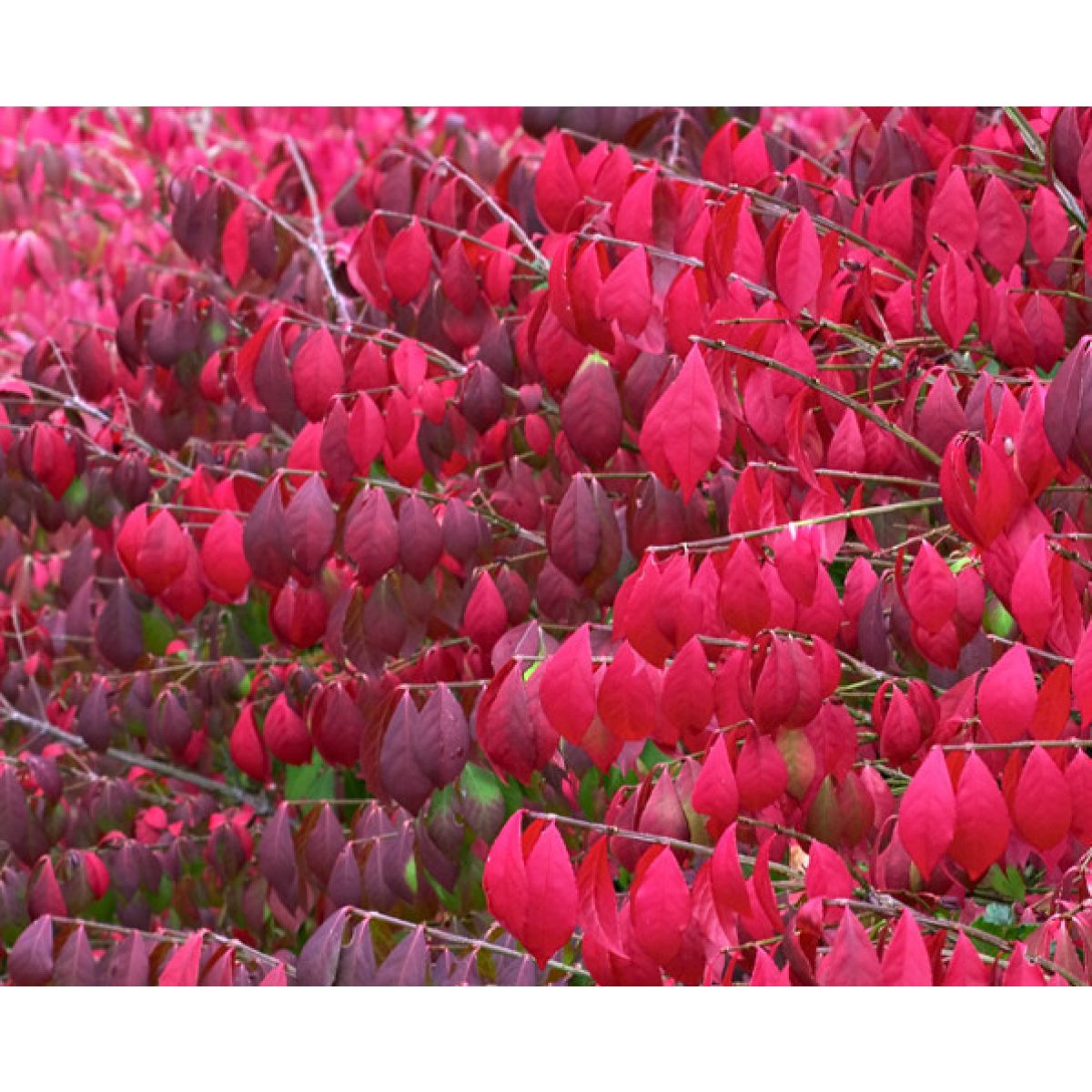 Euonymous alatus TREE - Burning Bush Spindle Tree Euonymus - Extra Large 140-180cms Tree