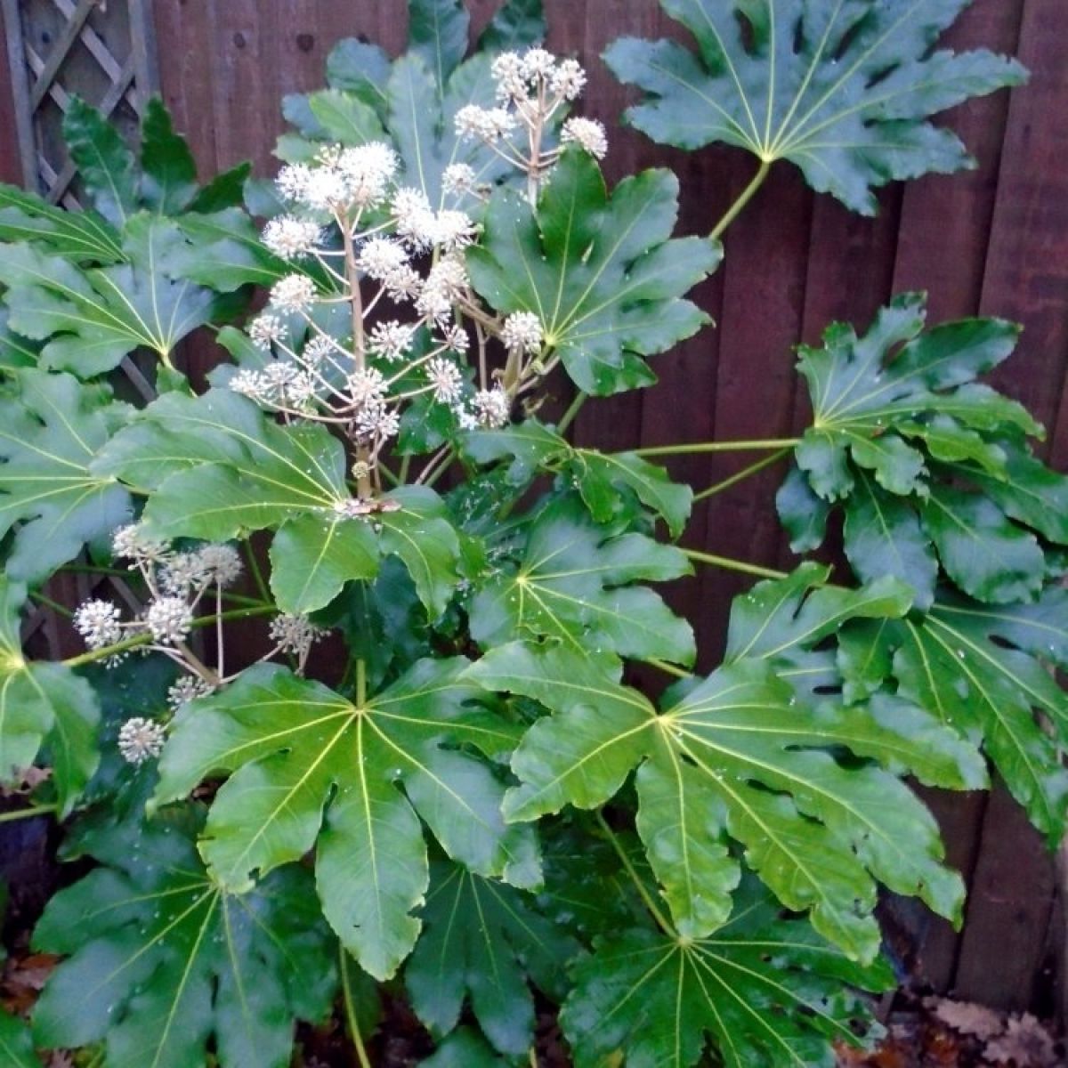 Fatsia Japonica Japanese Aralia Plants