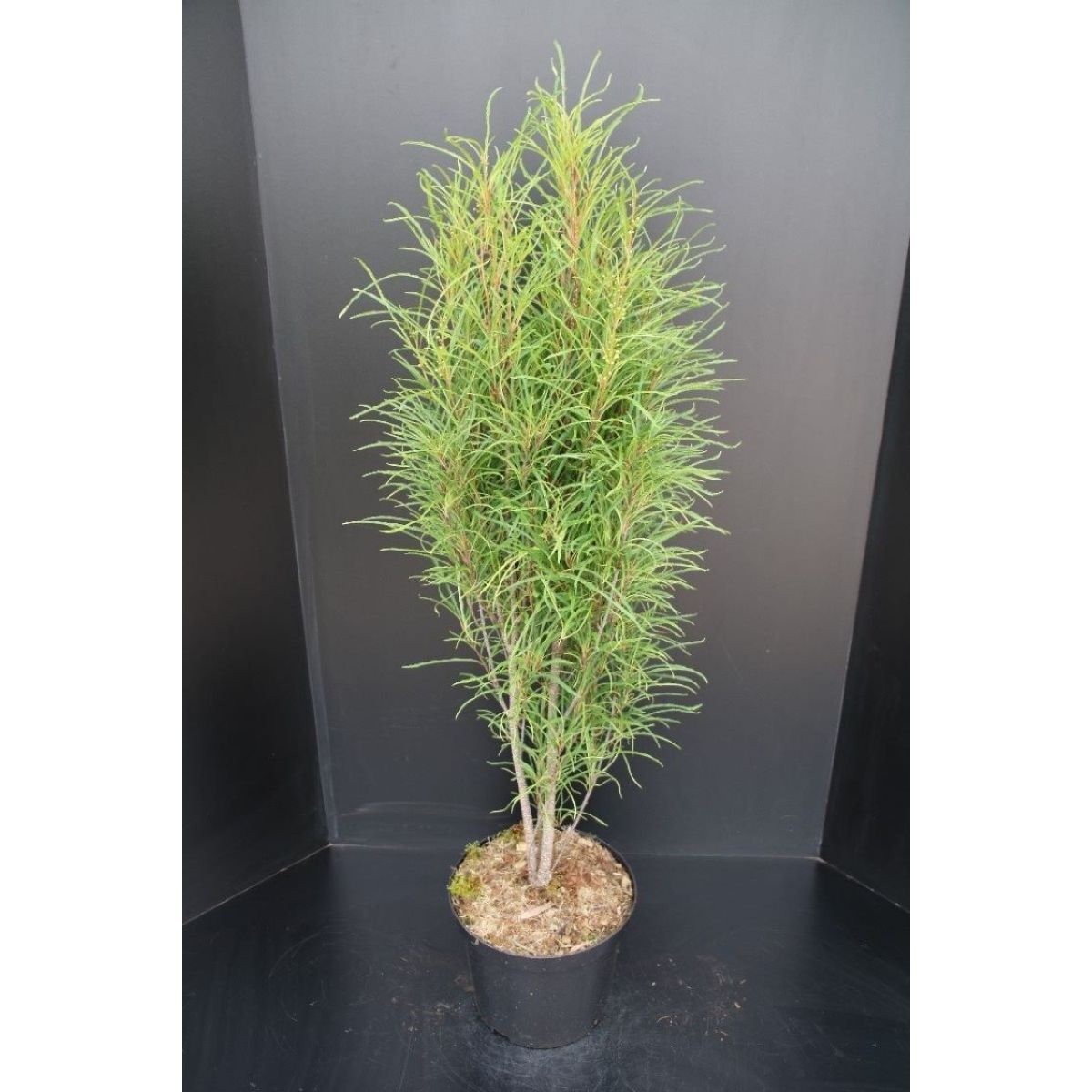 Rhamnus frangula alnus 'Fine Line' - Buckhorn