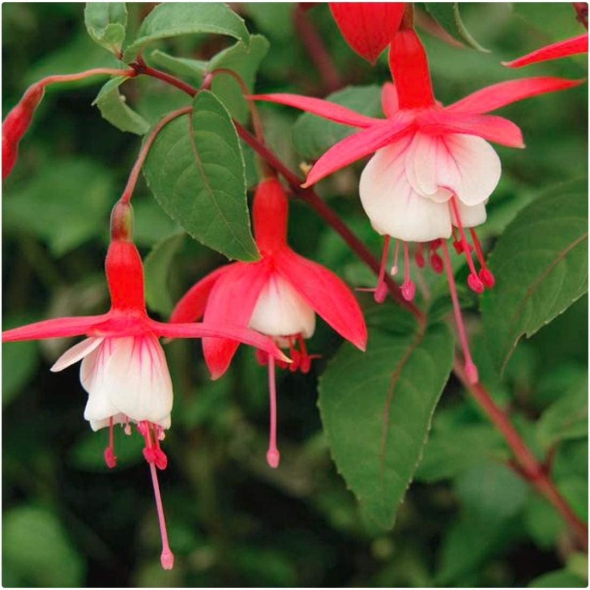 Fuchsia Lady Thumb  - Hardy Fuchsia