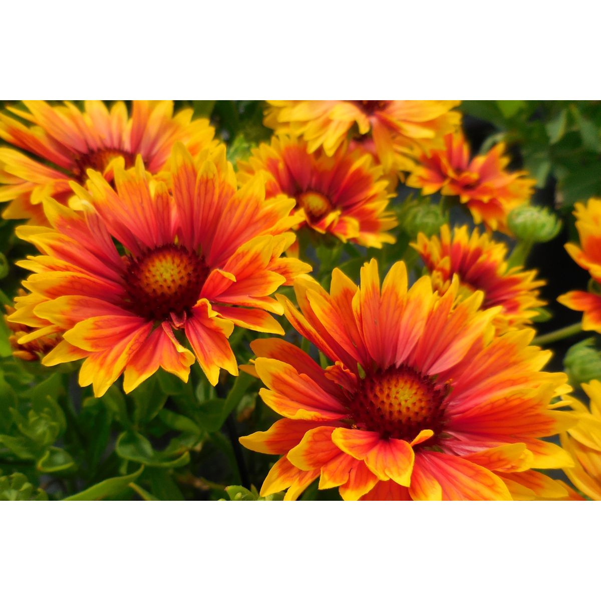 Orange gaillardia outlet