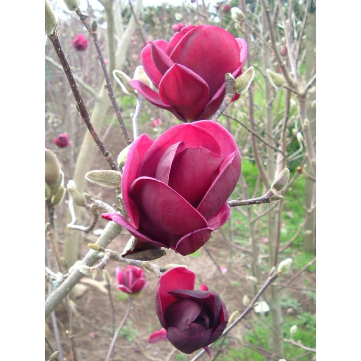 Magnolia Genie - Amazing Purple Black Magnolia - Giant Flowered Black Tulip  Tree