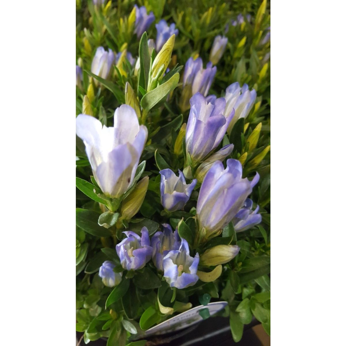 Gentiana Mariska - Baby Blue Gentian