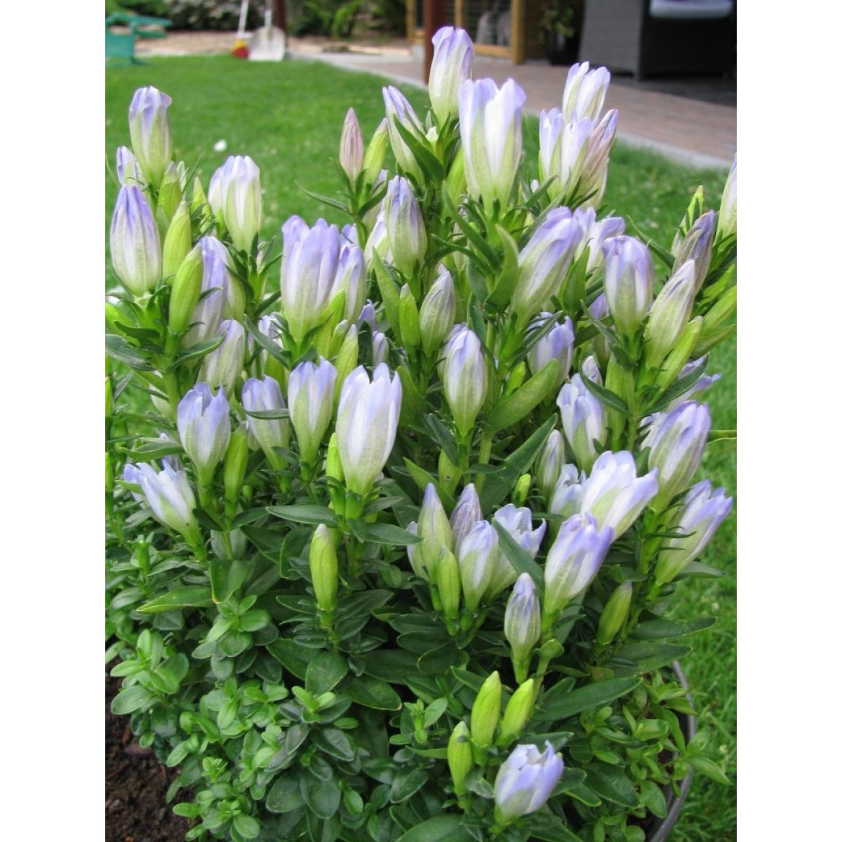 Gentiana Mariska - Baby Blue Gentian