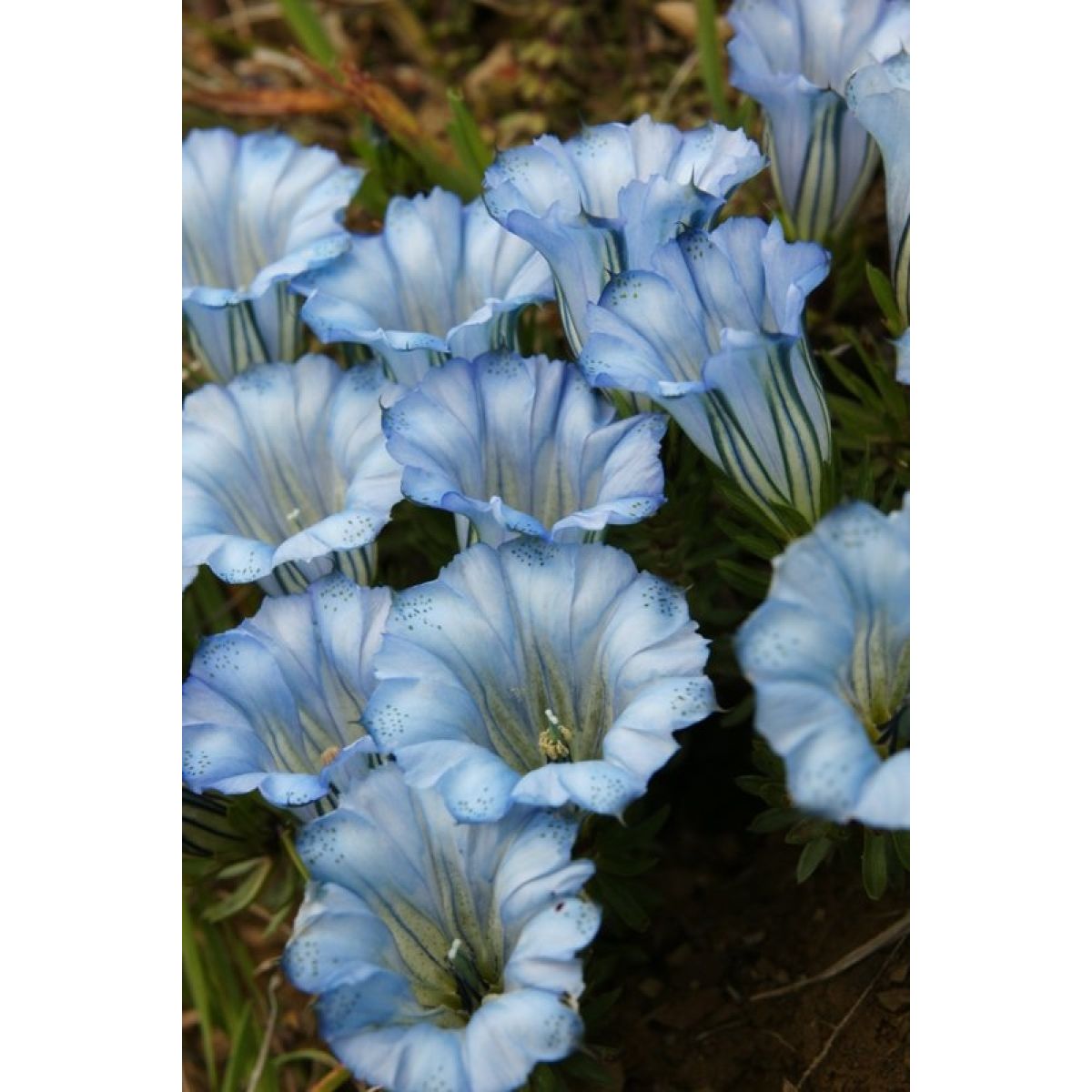 Gentiana Mariska - Baby Blue Gentian main product photo