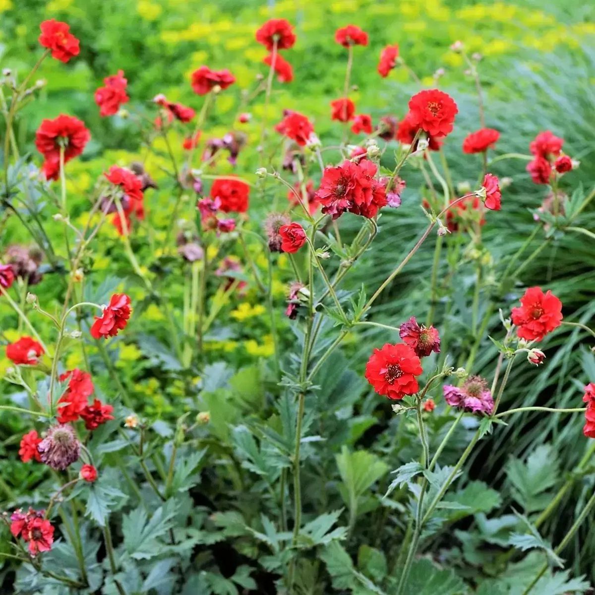 Geum Mrs Bradshaw - Avens