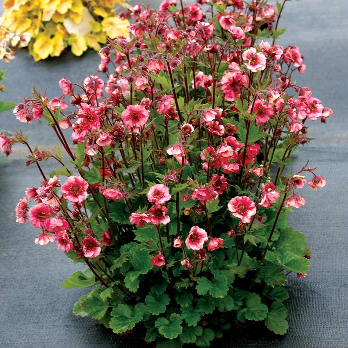 Geum 'Tempo Rose'