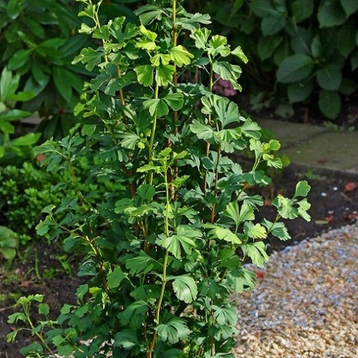 Large Ginkgo biloba Menhir - Columnar Maidenhair Tree - 120-150cm