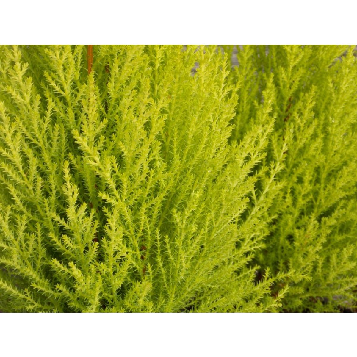 Mini 30cm Lollipop Lemon Cypress Tree