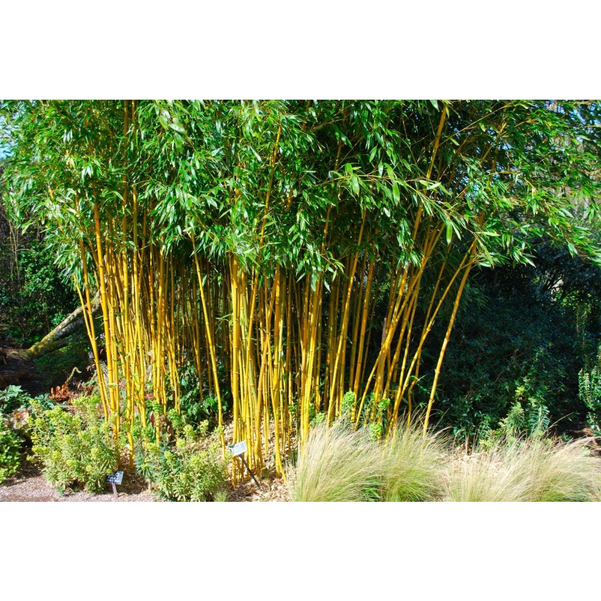 Phyllostachys aurea - Golden Cane Bamboo - 170-190cm