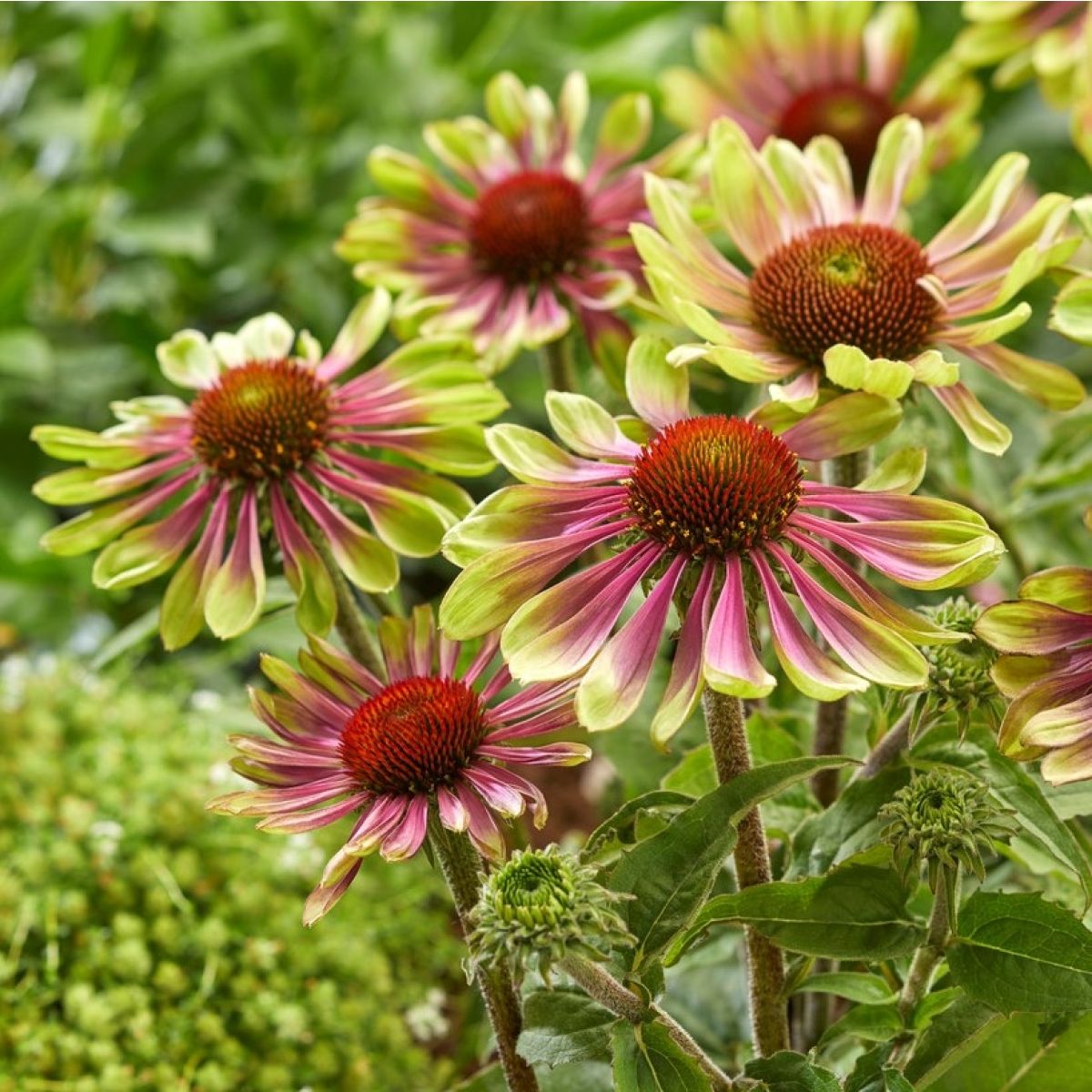 Echinacea purpurea Green Twister - Cone Flower Plants