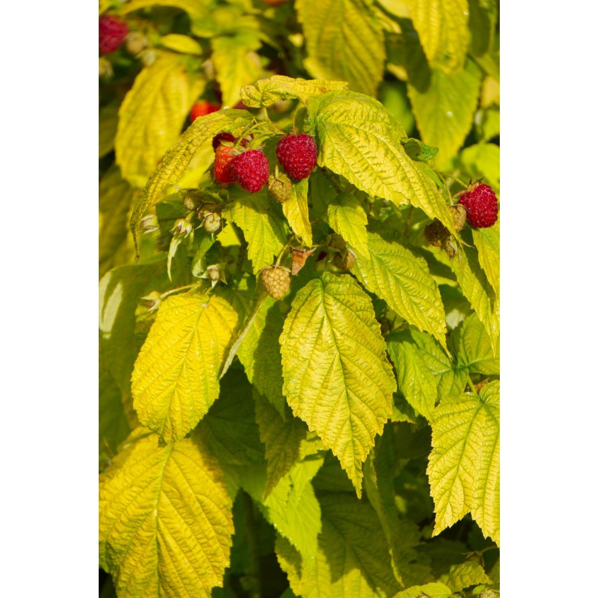 Raspberry Groovy - Dwarf Golden Leaf Summer Fruiting Patio Raspberry - New & Exclusive