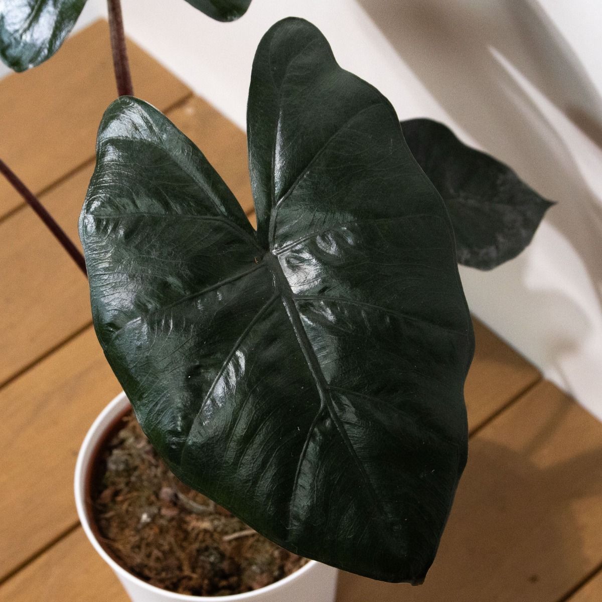 Alocasia scalprum 