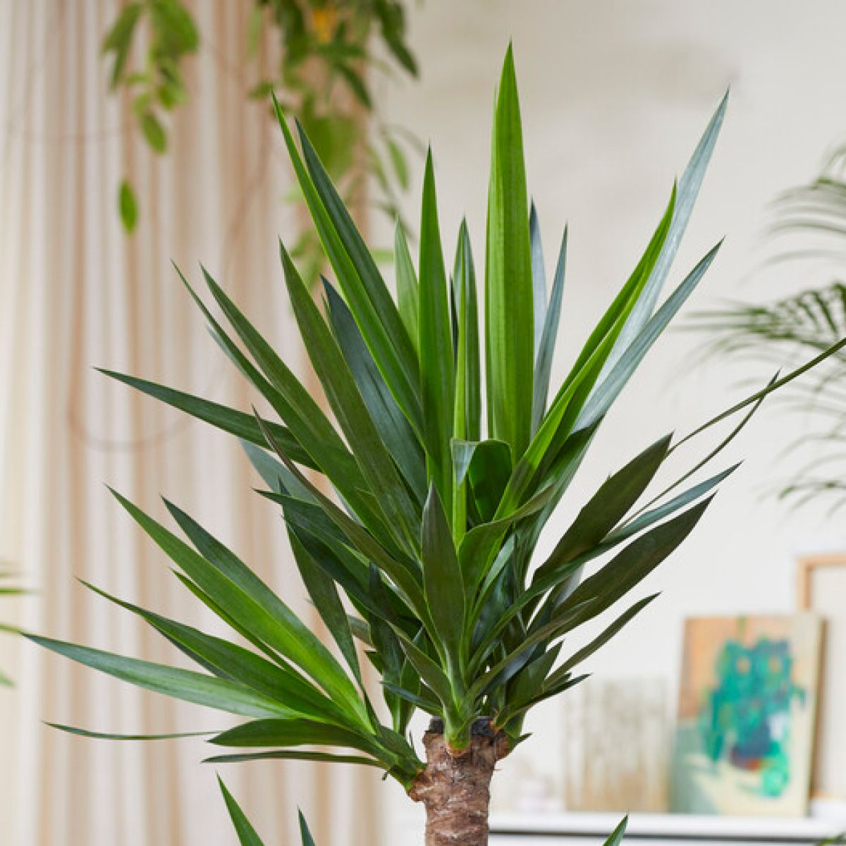 Yucca