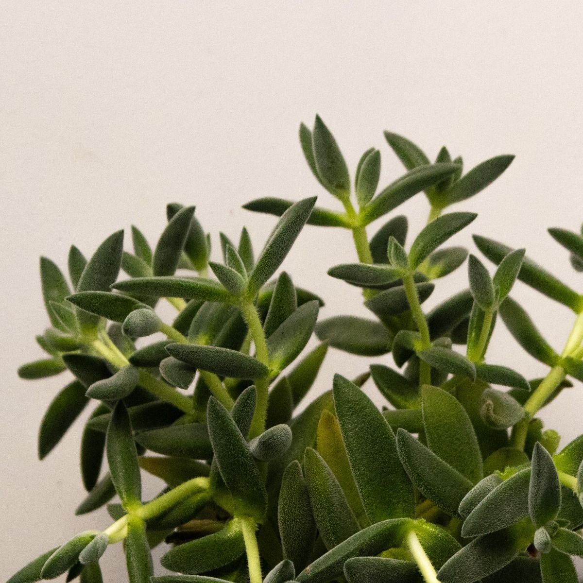 Crassula Tarantula