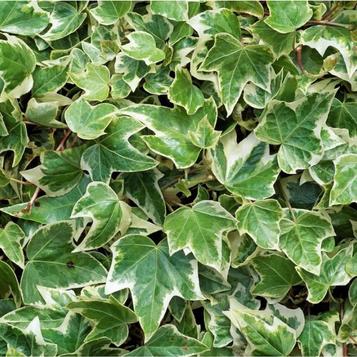 Hedera helix variegata - Variegated Trailing Ivy