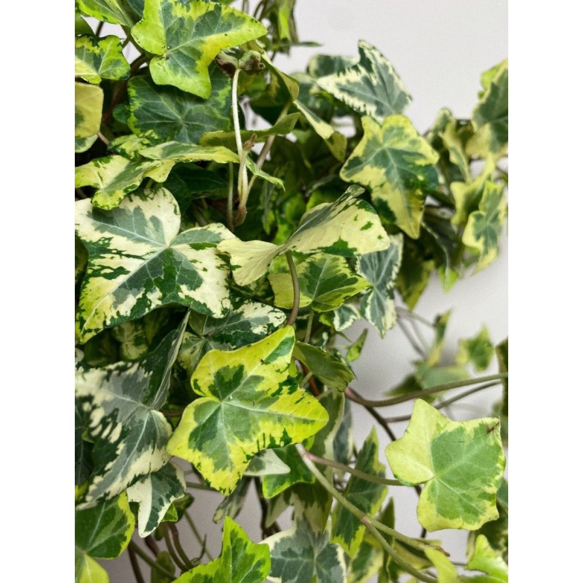 Hedera helix variegata - Variegated Trailing Ivy