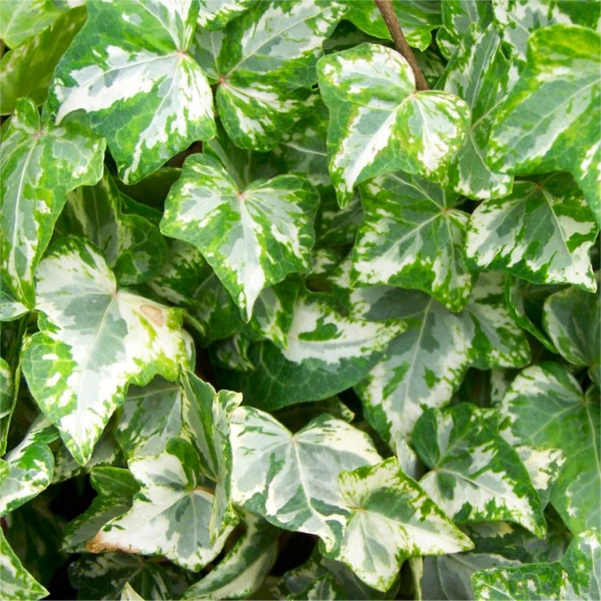 Hedera helix variegata - Variegated Trailing Ivy