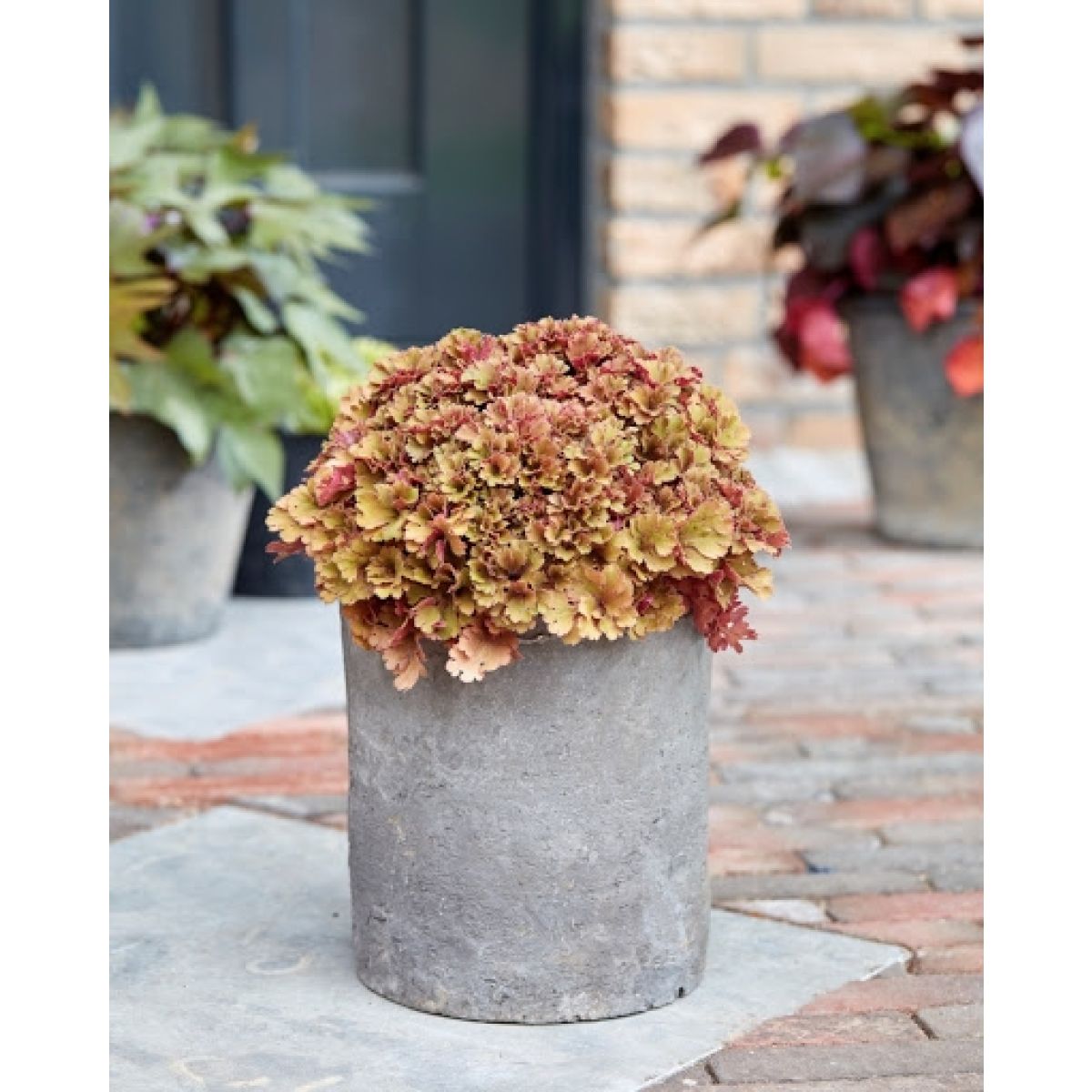 Heuchera Frilly