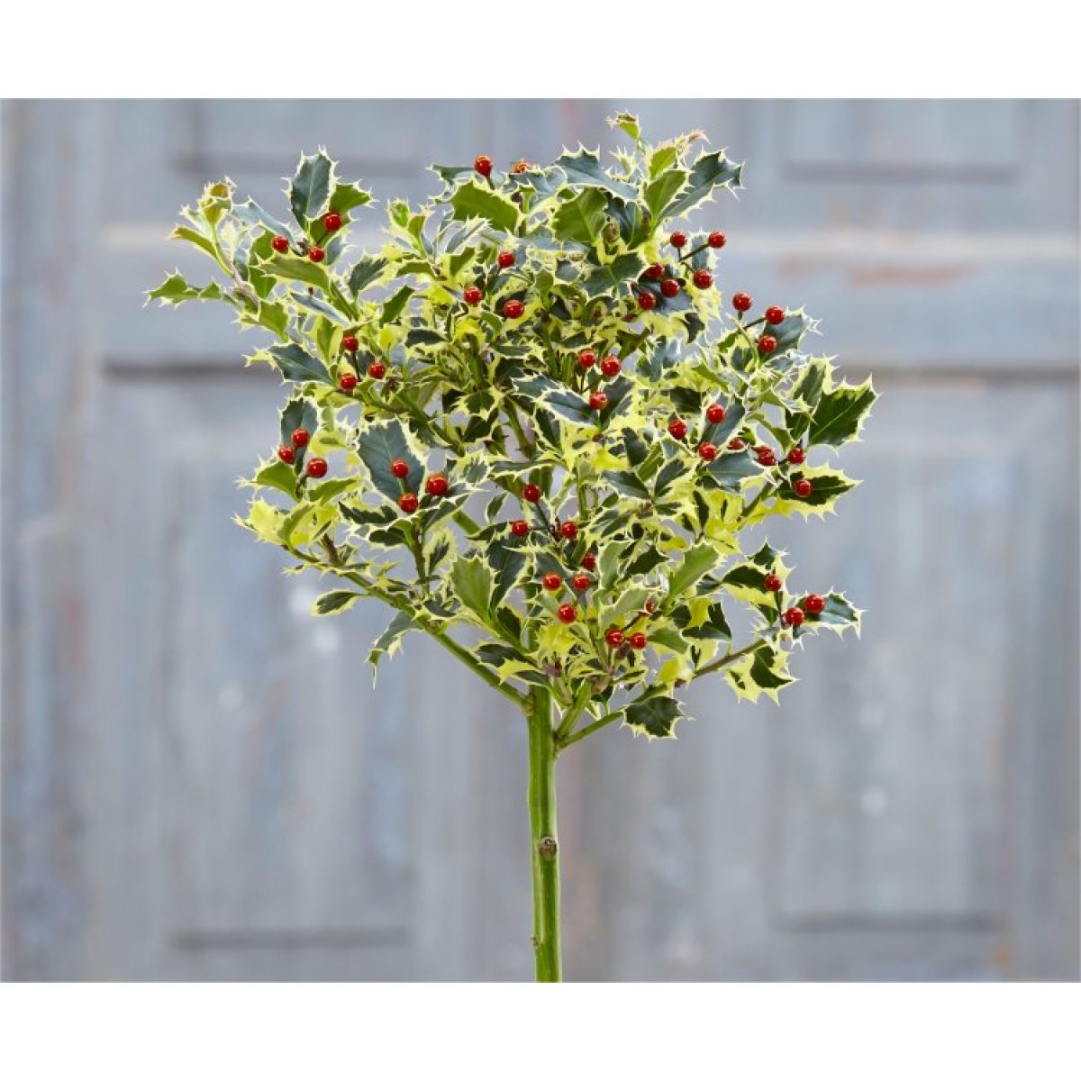 Patio Holly Tree 'Varigata'