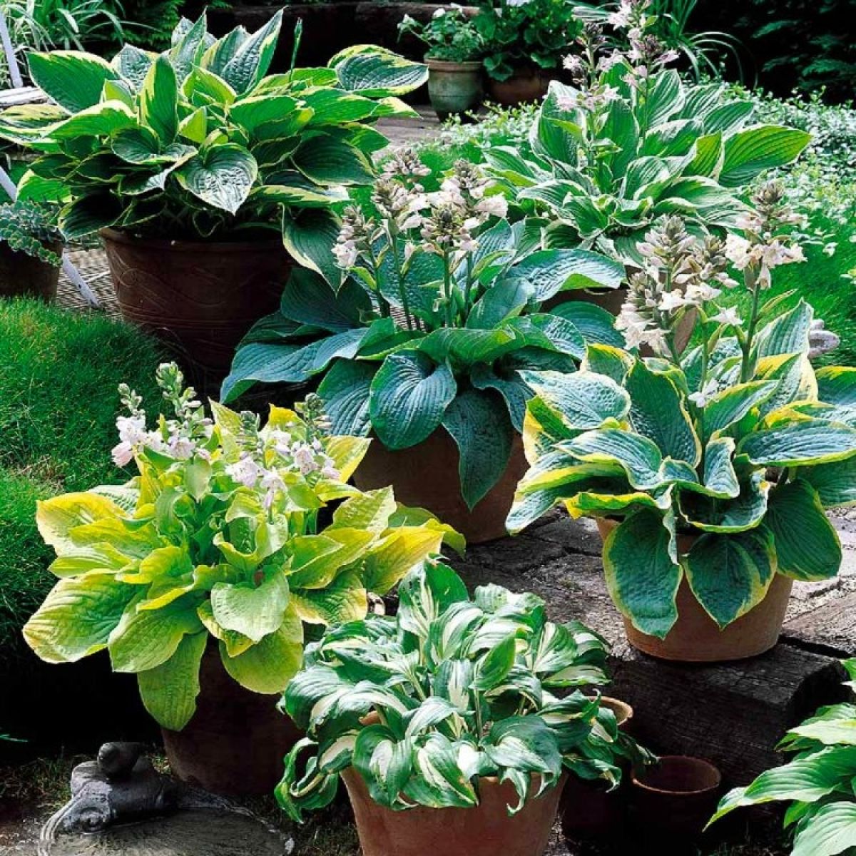 Premier Hosta Collection Shade Mixture - Pack of Ten