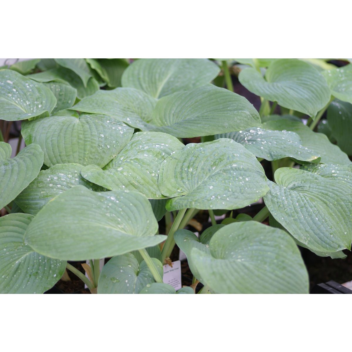 Hosta 'Gray Cole'- Pack of 3 Bare Roots					