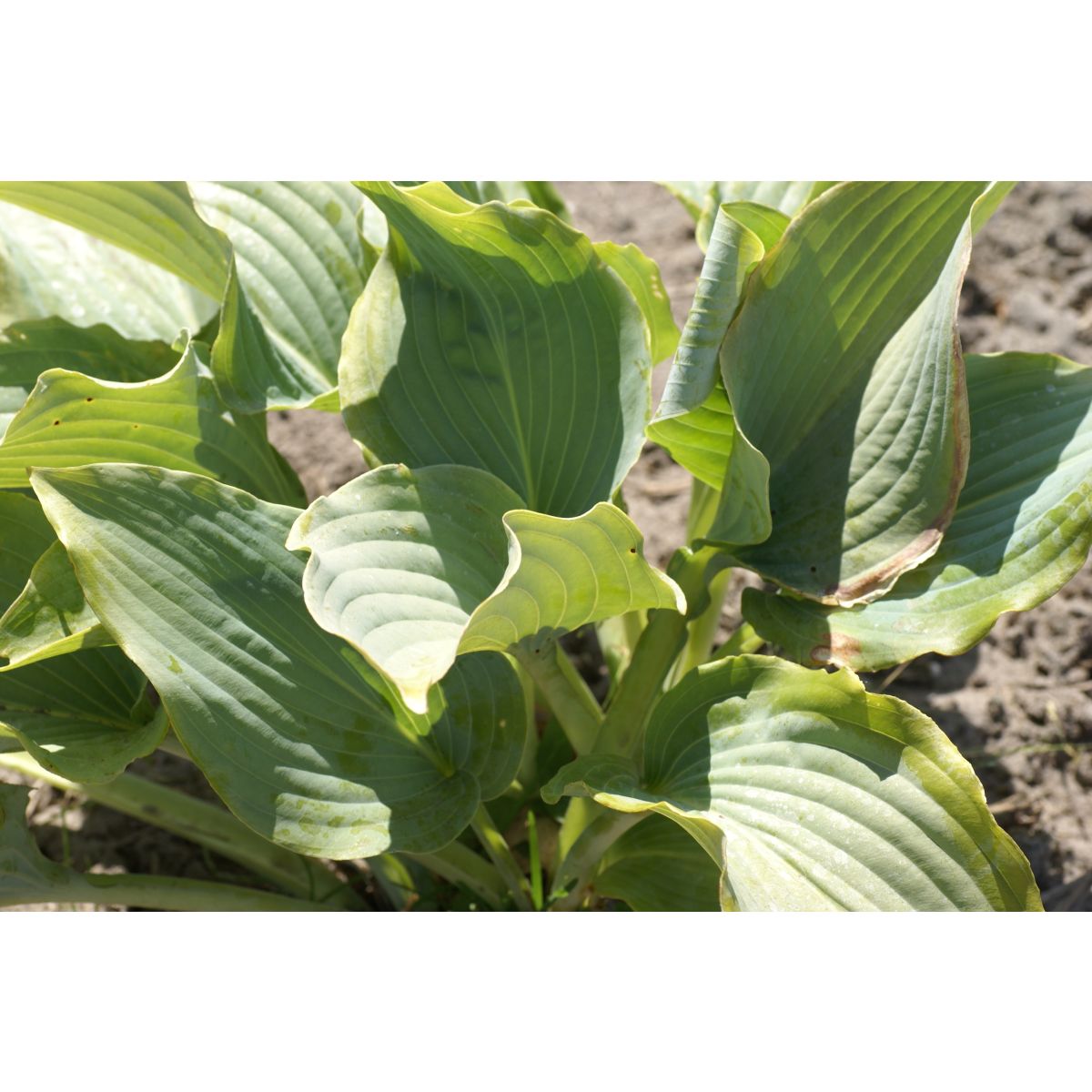 Hosta Lily Blue Eyes -  Pack of 3 Bare Root				