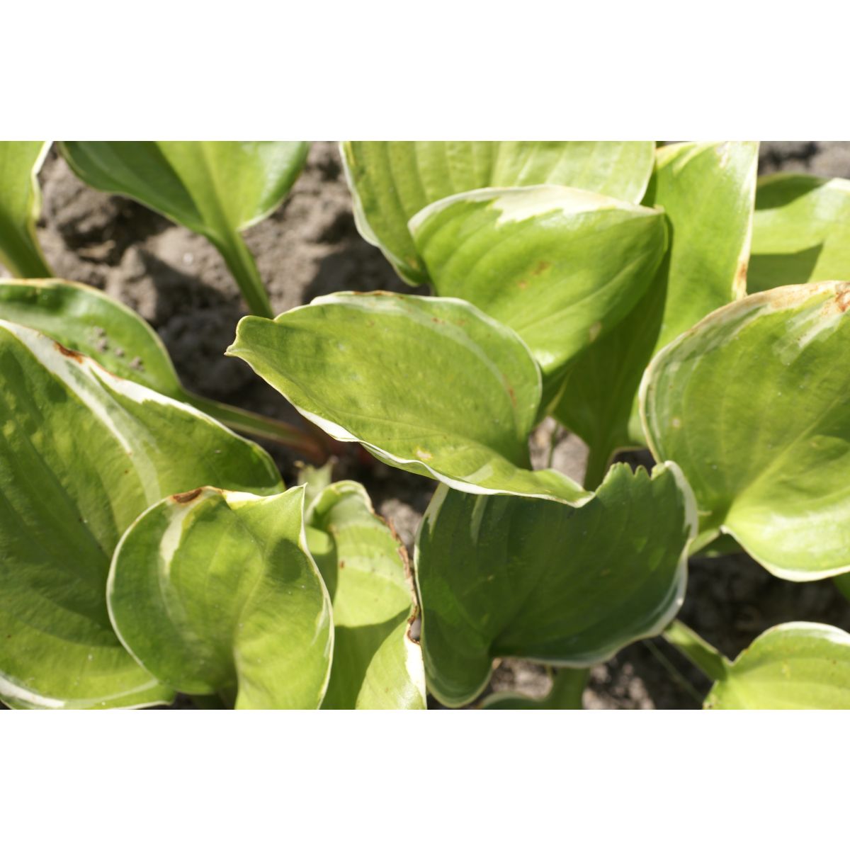 Hosta 'Reflections'- Pack of 3 Bare Root					