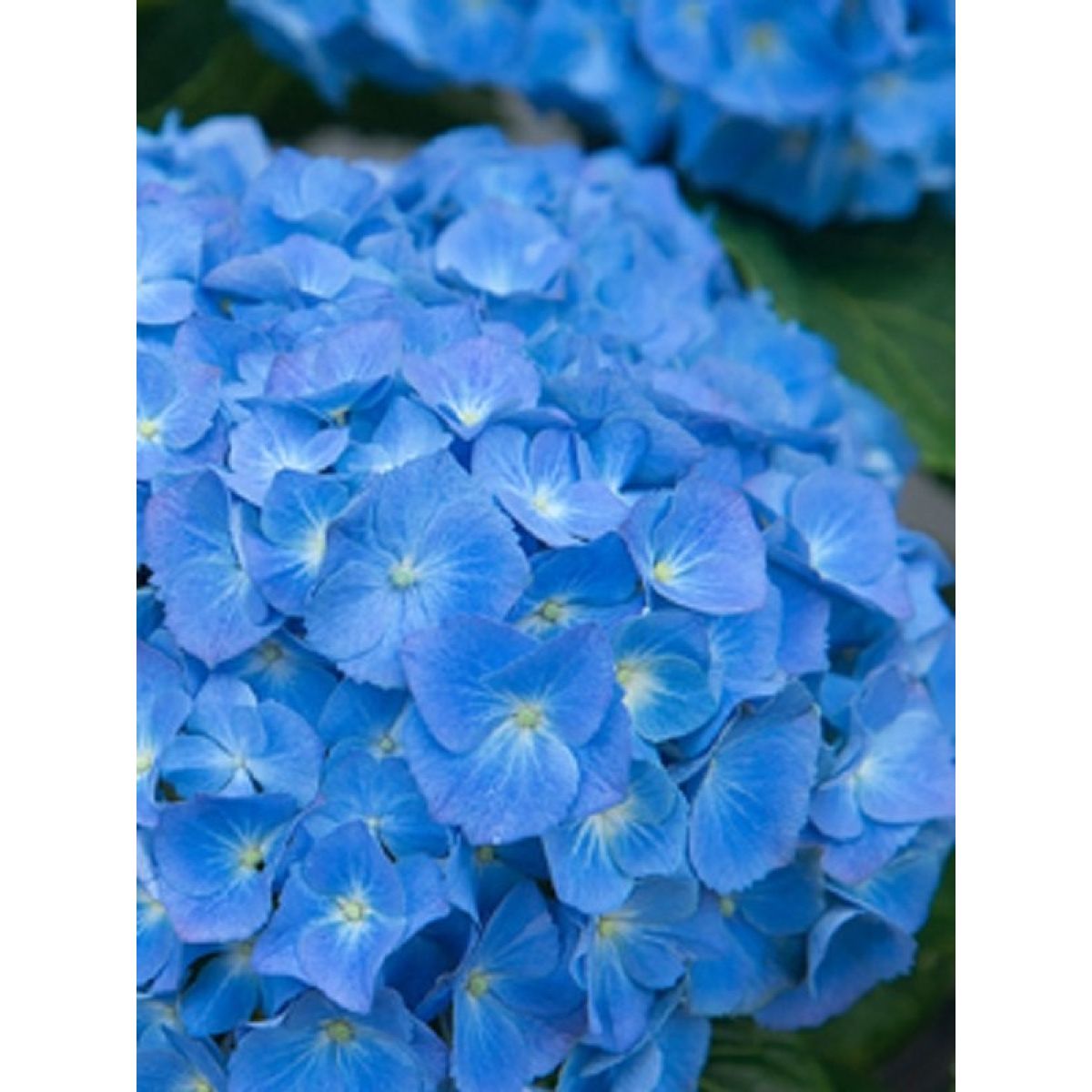 Hydrangea macrophylla Elbtal - Large Flowered Mophead Hydrangea - XXL Plants