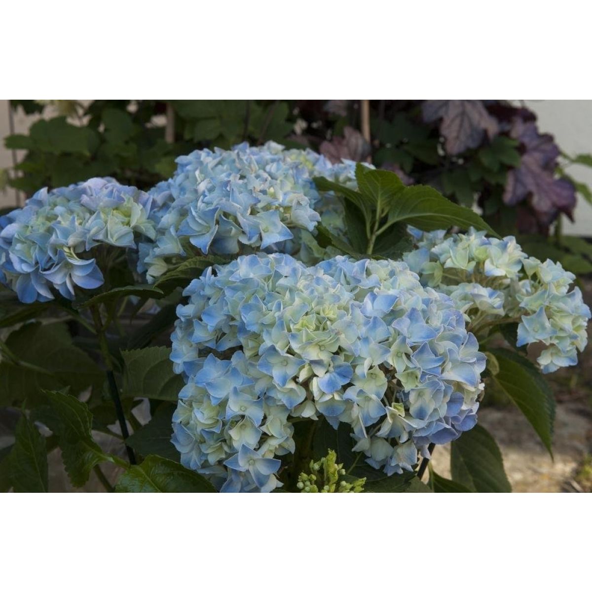 Hydrangea macrophylla Elbtal - Large Flowered Mophead Hydrangea - XXL Plants