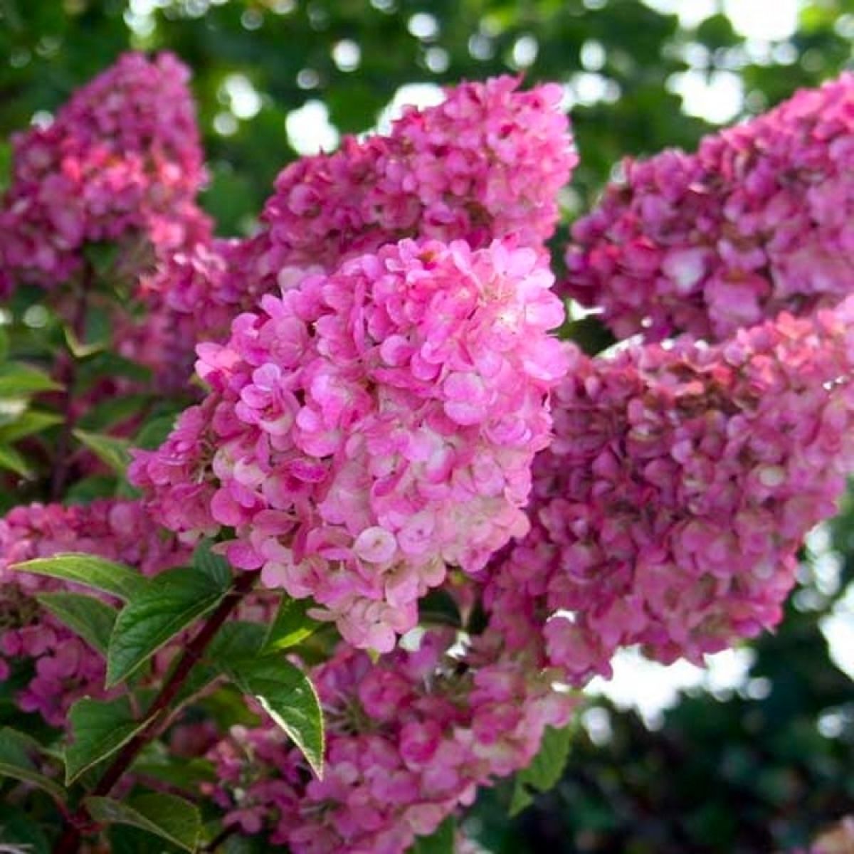 Hydrangea Grandiflora - Large Lollipop Standard Tree - circa 100-120cm 