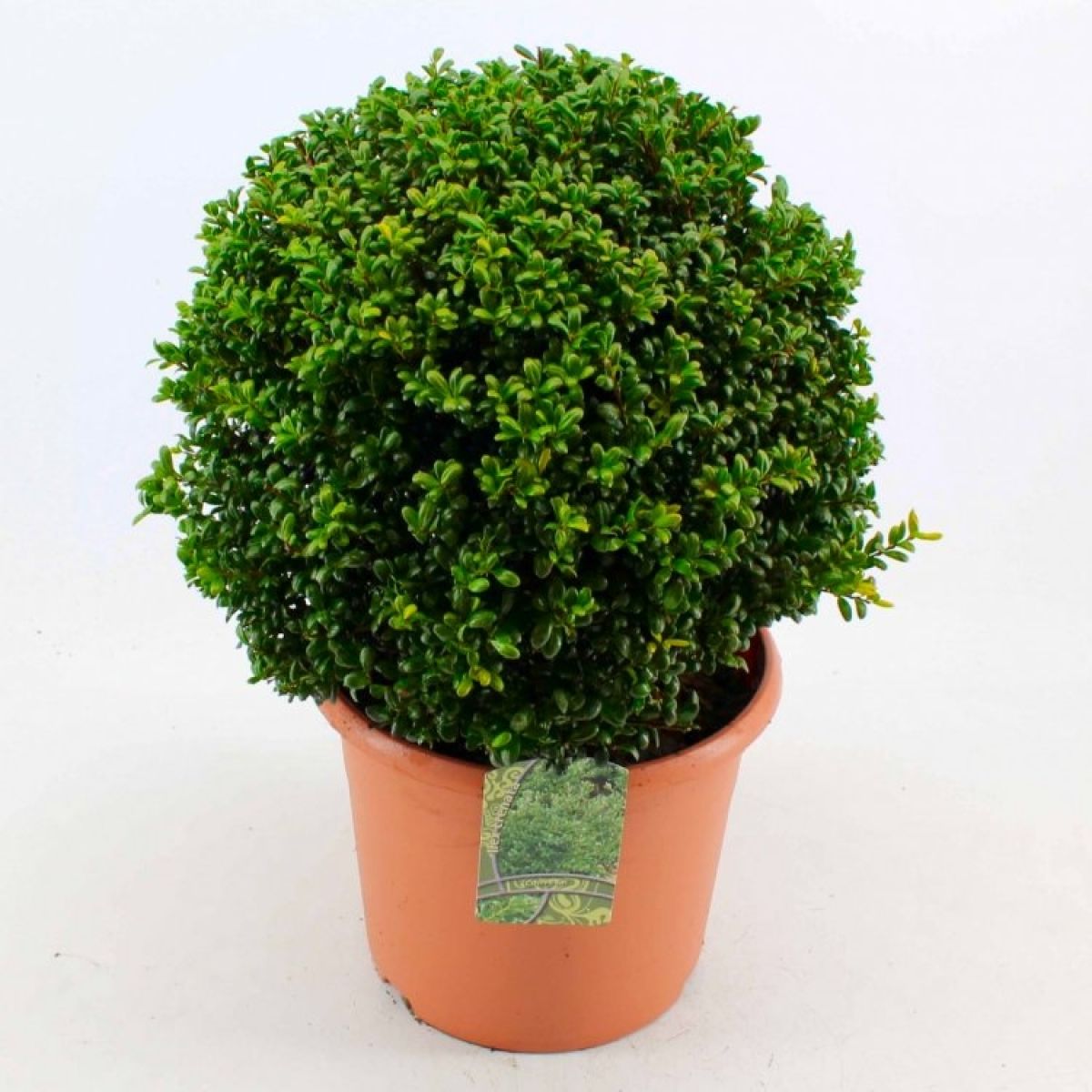 Topiary Ball - Ilex crenata Green Glory Luxus - Box leaved Japanese Holly