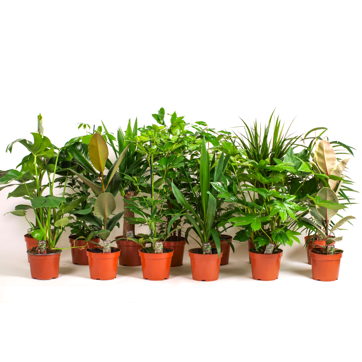 Houseplant Roulette - Lucky Dip Houseplant Selection