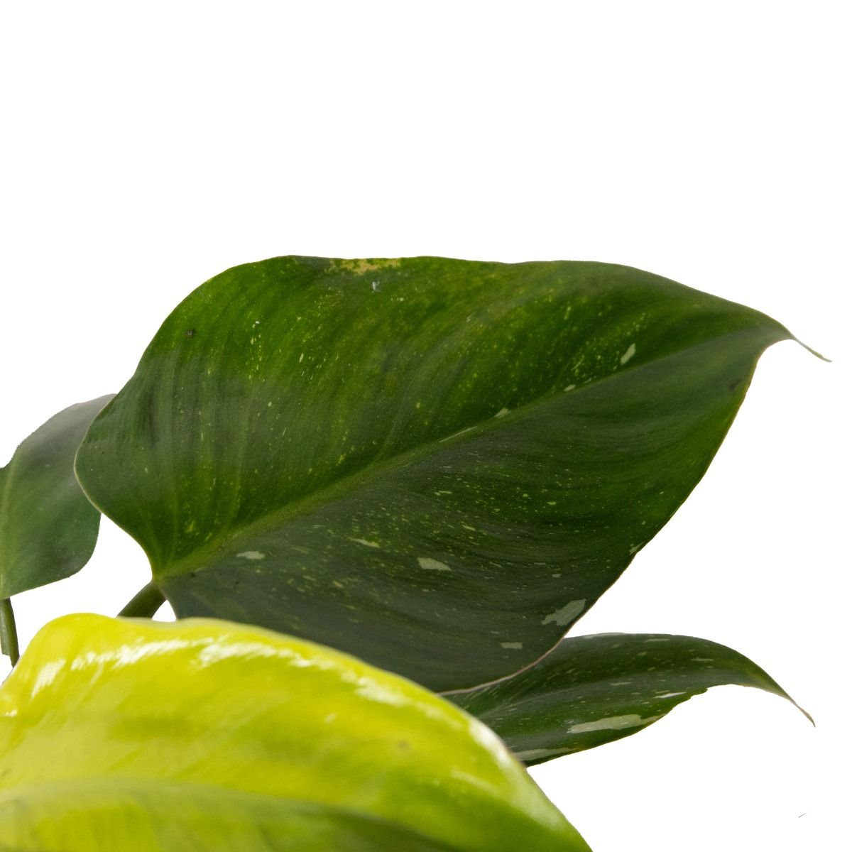 Philodendron White Princess