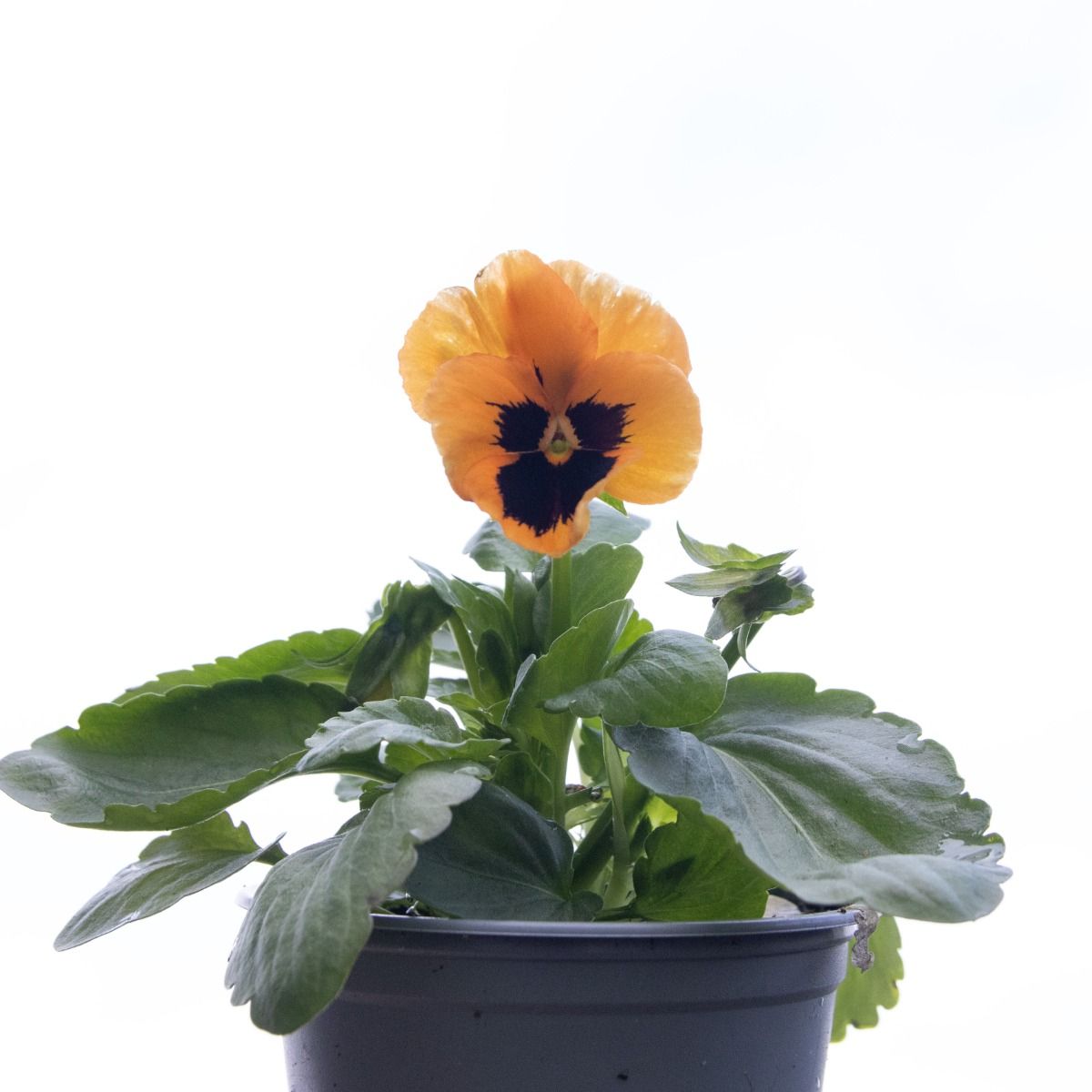 Pansy Orange Blotch - in Bud and Bloom