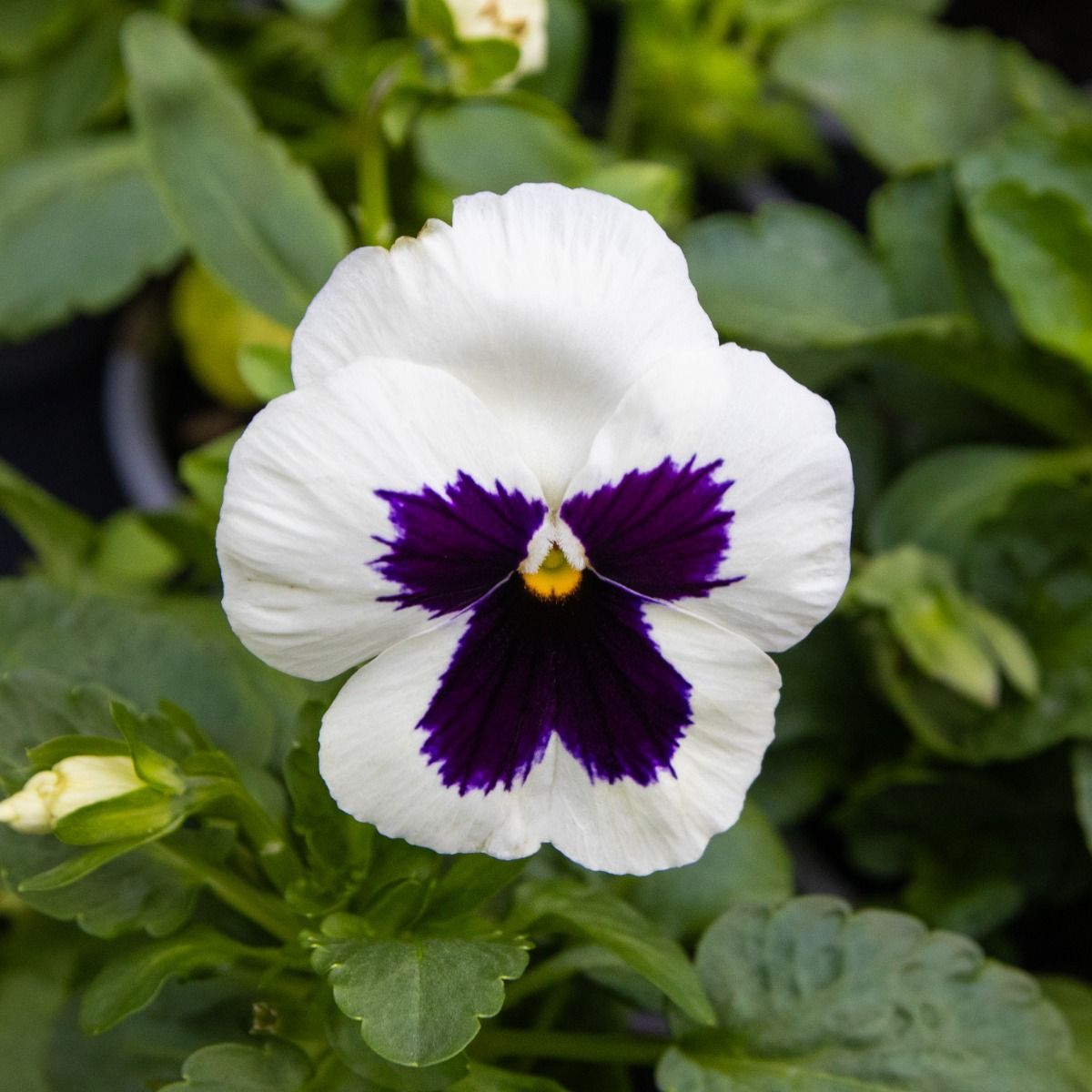 Pansy White Blotch - in Bud and Bloom