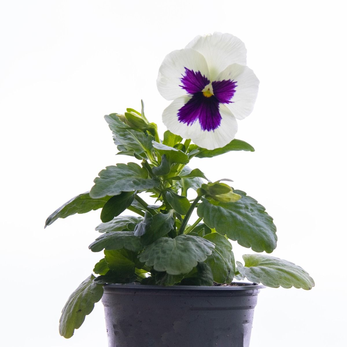 Pansy White Blotch - in Bud and Bloom