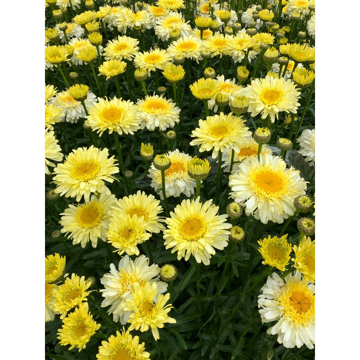 Leucanthemum Real Charmer - Large Plant